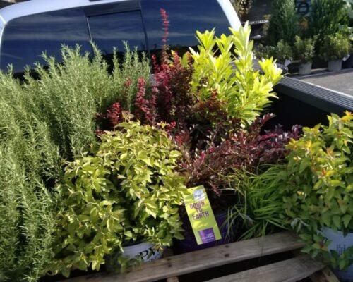 truck_plants_2