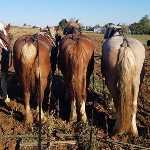 horses_ploughing